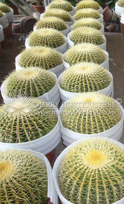 Echinocactus Grusonii 2